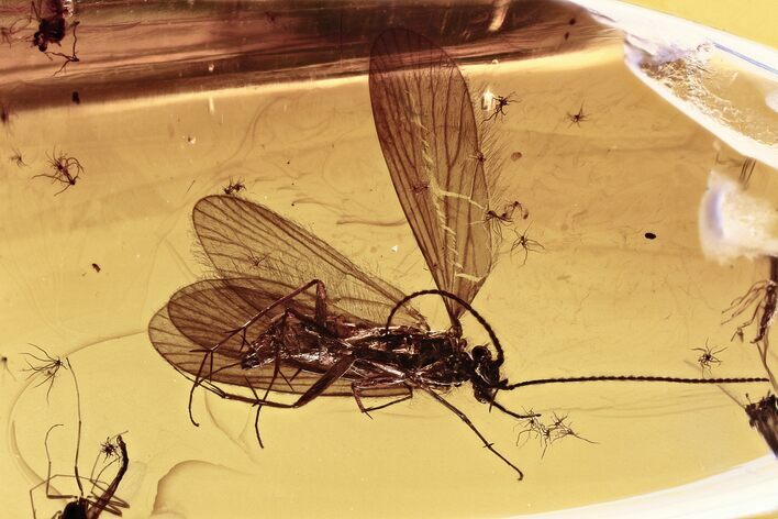 Detailed Fossil Caddisfly and Three True Midges In Baltic Amber #321800